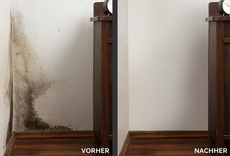 Schimmelbeseitigung Vorteile Netzerwerk Schimmelbeseitigung Vorteile Netzerwerk